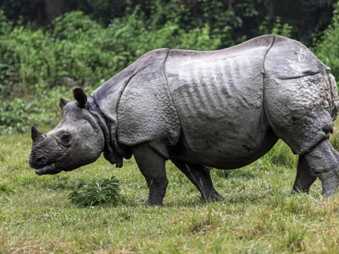 Discover the Wild Beauty of Chitwan National Park Adventure: Rhino, Tiger, and More