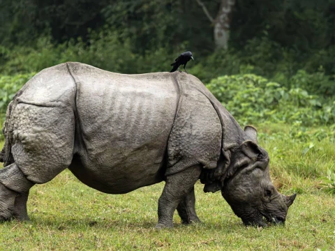 Chitwan Wildlife Adventure Tour