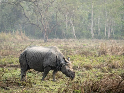 Kathmandu Pokhara Chitwan Tour